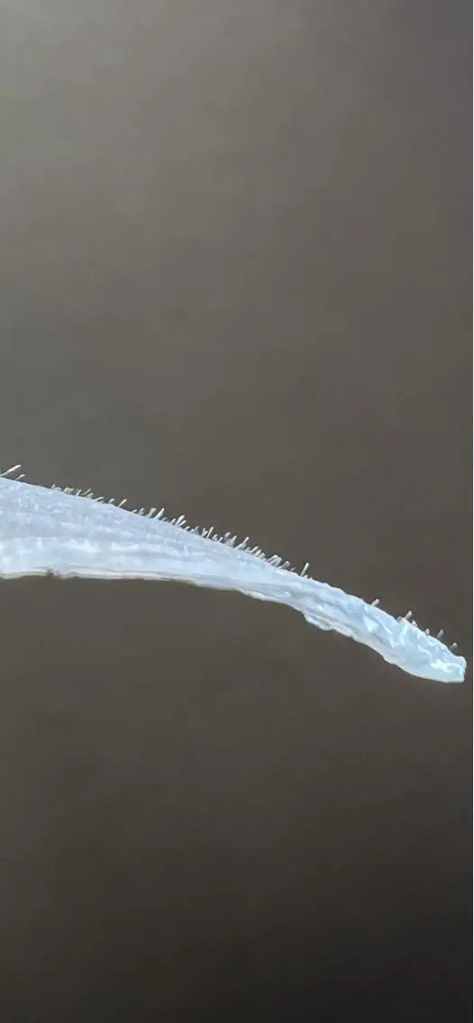 Dimples eyelashのエステ・リラクイメージ