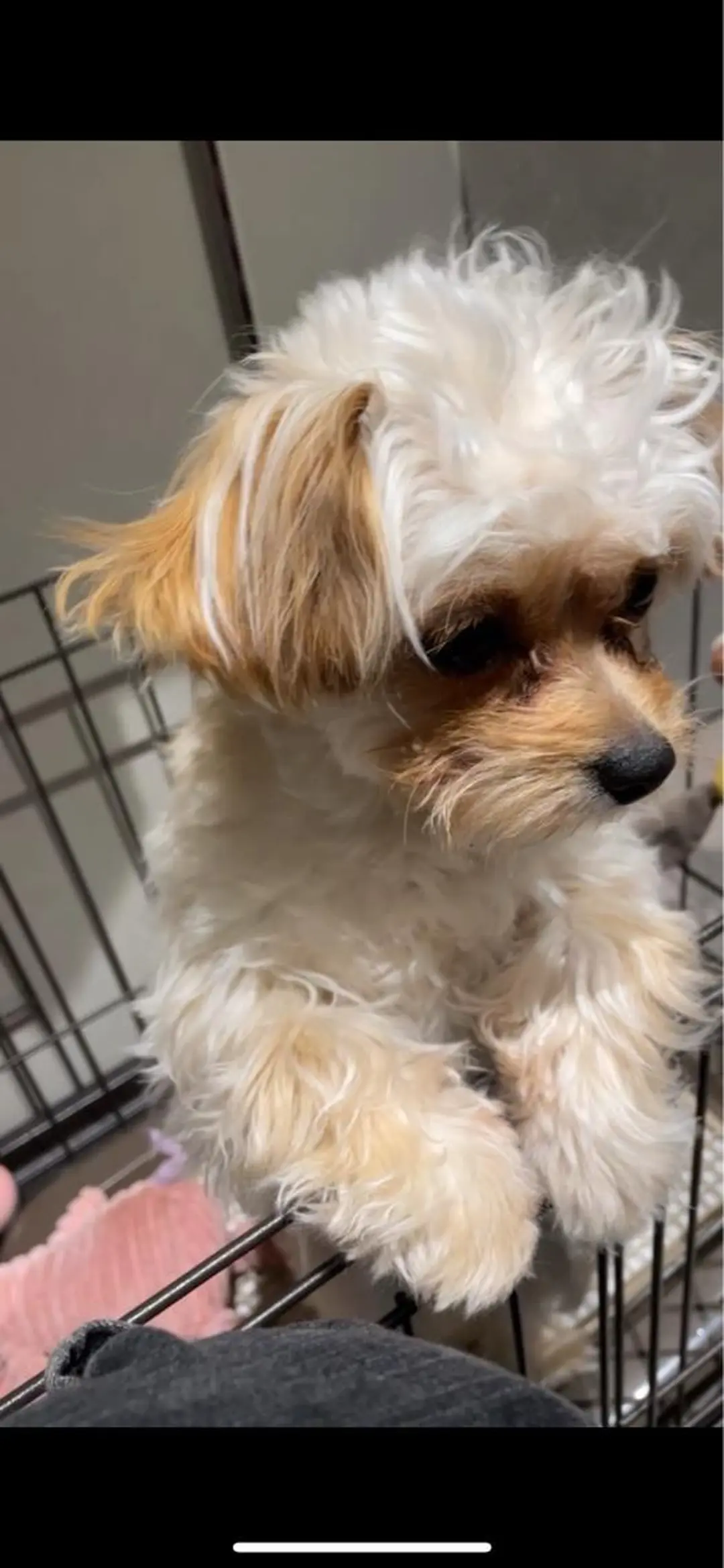 カラー バレイヤージュ ベージュカラー ブリーチ ブロンド デザインカラー ヘアカラー 韓国風/オシャレ /縮毛矯正/滝口琴未のヘアスタイル