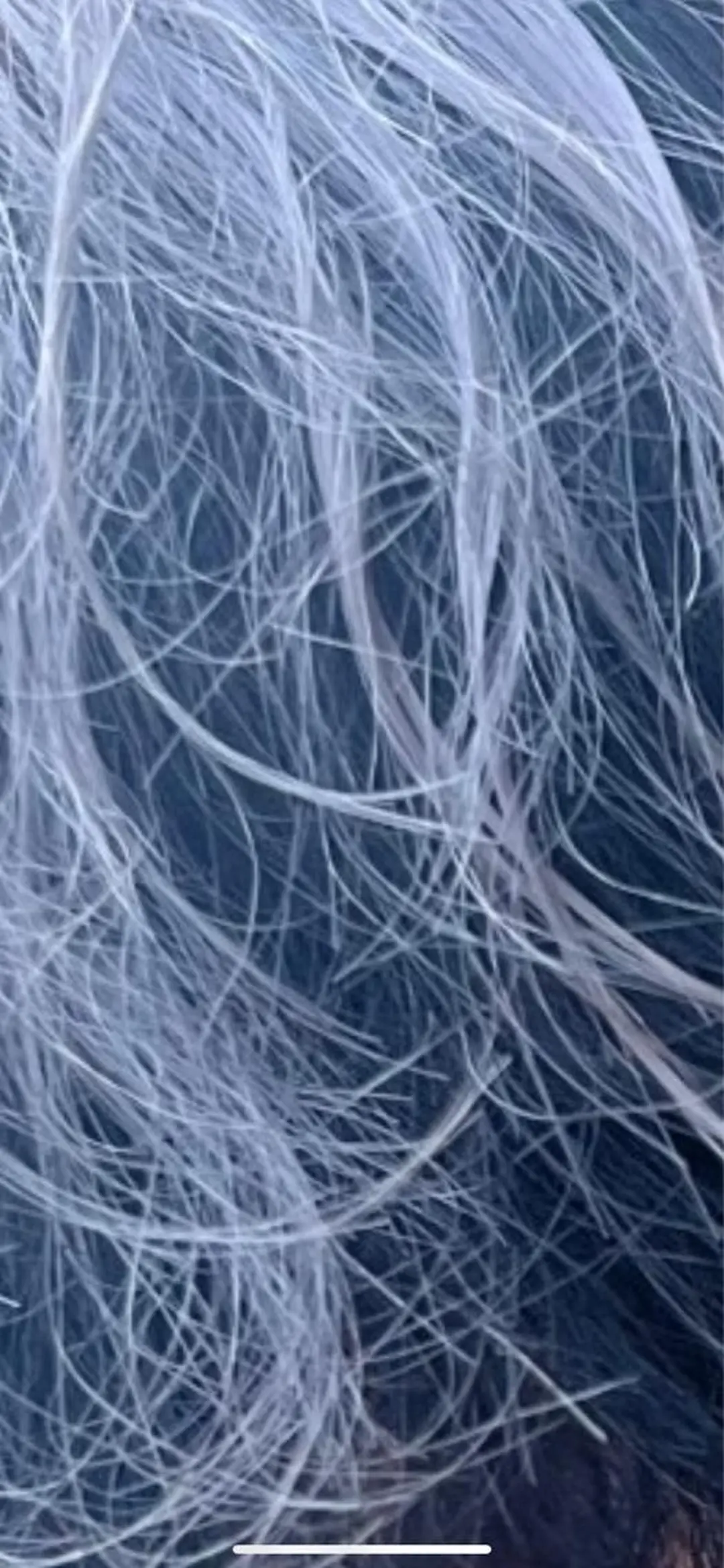 ショート カラー 黒髪 ブリーチ シルバー ホワイトシルバー 🥣ブリーチ・カラー 平城秀馬/原宿のヘアスタイル