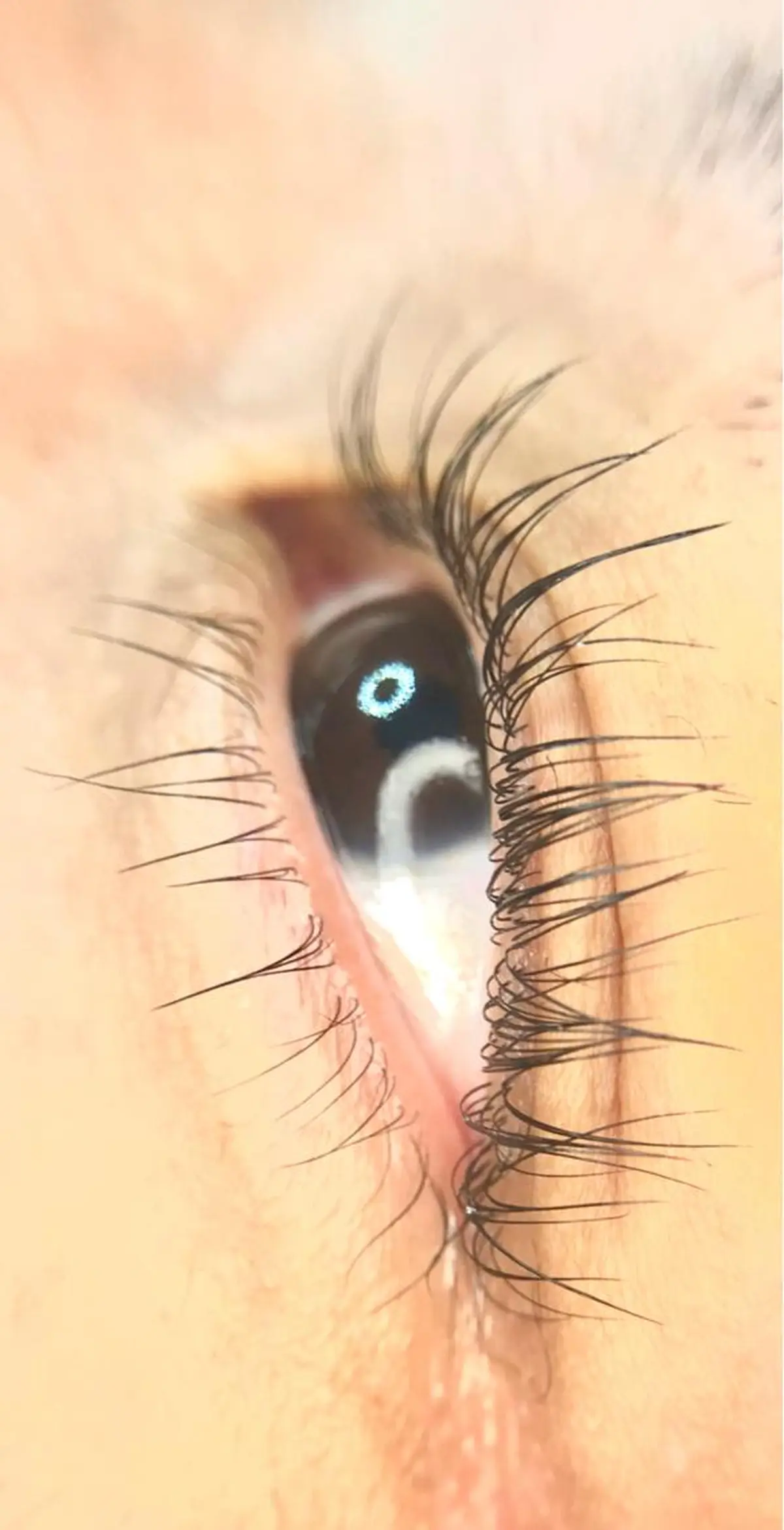 マツエク・マツパ パリジェンヌラッシュリフト マツパ リアン SAORIのマツエク・マツパデザイン