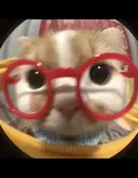 か いのプロフィール画像