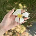 西川 すみれのプロフィール画像