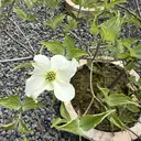 安田 里奈のプロフィール画像