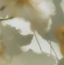 ベージュ/ミルクティ さくらのプロフィール画像