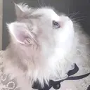 ひがしの ももかのプロフィール画像