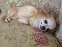ハマダ ハルサトのプロフィール画像