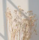 EMI CLAIR MIOのプロフィール画像