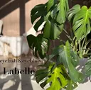 La belle ラベールのプロフィール画像