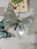 キムラ アキのプロフィール画像