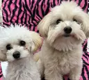 Monart♡ あいりのプロフィール画像