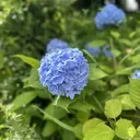 折戸 葉月のプロフィール画像