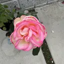 ますだ あきこのプロフィール画像