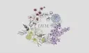CAFNE ✂︎のプロフィール画像