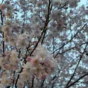 curar平塚店 一華のプロフィール画像