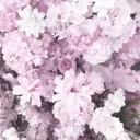 yu miのプロフィール画像