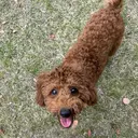 🐶suzu🐶 en Rêveのプロフィール画像