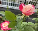青空 リラクのプロフィール画像