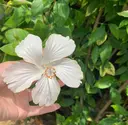 上田 華惟のプロフィール画像