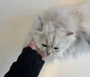 末永 紗英のプロフィール画像