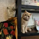 GGhouse narumiのプロフィール画像