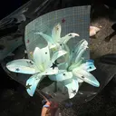 中島 日菜のプロフィール画像