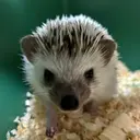 ホリウチ リオのプロフィール画像