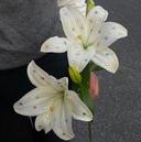 芹澤 玲菜のプロフィール画像