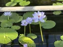 CARO ayaのプロフィール画像