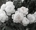 ViVi鈴鹿 田中のプロフィール画像