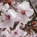 ムラカミ レイラのプロフィール画像
