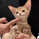 🪷Mi.o あいちゃん🐝のプロフィール画像