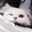 aoi 🩵⭐️のプロフィール画像