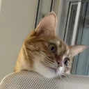 Kumori .のプロフィール画像