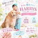 ネイル･脱毛サロン HARRYSのプロフィール画像