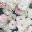 西野 聖のプロフィール画像
