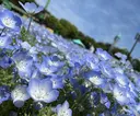 どうい あかねのプロフィール画像