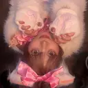 🎀モデル募集 ほなお🎀のプロフィール画像