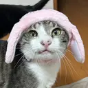 oma 🧸nakataのプロフィール画像