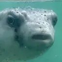 よぐ ちのプロフィール画像