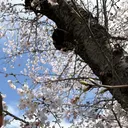寺輪 詩織のプロフィール画像