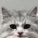 王 湘儀のプロフィール画像