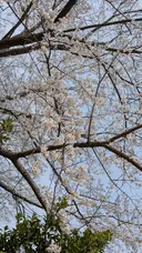Sawa Yukakoのプロフィール画像