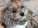 カナザワ モモのプロフィール画像