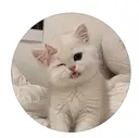 I. aoiのプロフィール画像