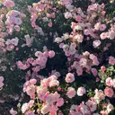 ｍｉｐｐｙ🌼 完全個室サロンのプロフィール画像