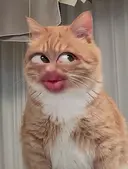 Doraemon ANA.CHUOのプロフィール画像
