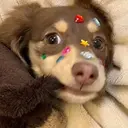 mignon hanonのプロフィール画像