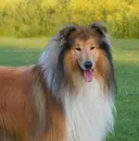 り おのプロフィール画像