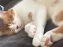 チョウ エツのプロフィール画像