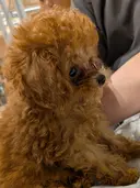 Lily Misaのプロフィール画像